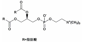 卵磷脂